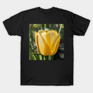 Yellow Tulip Profile 2 T-Shirt